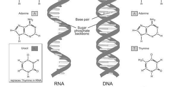 Nucleic Acid Structure in, the nitrogenous bases that make up the steps of the ladder are held together by I.