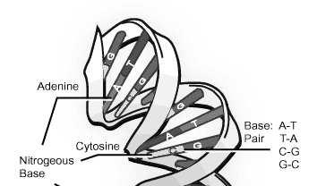 III. The Genetic Code Proteins Cells Tissues and so on proteins cells bodies III.