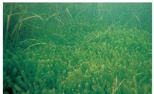 Slide 4 The seaweed Caulerpa Was accidentally introduced into the United States, probably after being dumped from