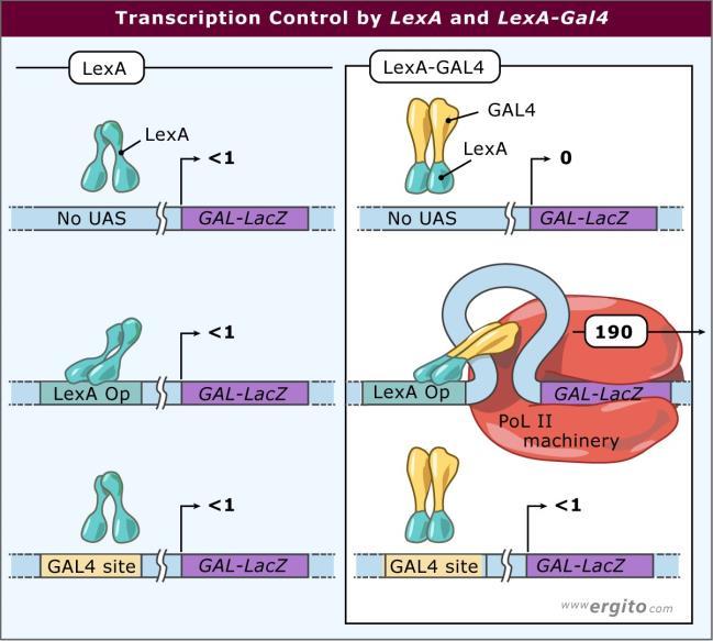 Figure 2 Activation by LexA and LexA-Gal4. The figure shows transcription measured by expression of a gal1-lacz reporter gene.