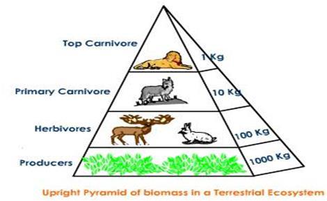 Top predators/tertiary consumers/4 th degree+ consumers always represent the smallest biomass o The 10% Rule of Energy in Ecosystems: Energy is lost as it moves through the trophic levels.