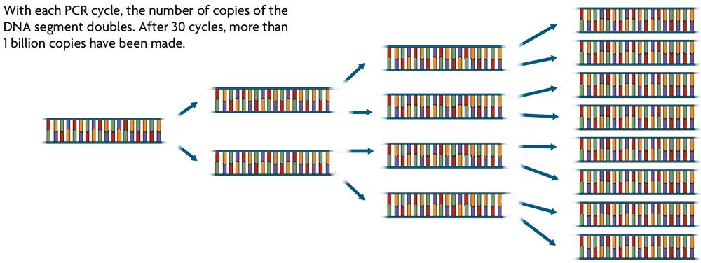 Each PCR cycle doubles