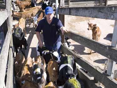 Introduction The Australian dairy industry is a leader in the care of its animals and strives to maintain community trust and confidence, as well as facilitating market access.
