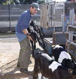 The dairy industry s Calf Management Program has been developed to address the health and welfare of all dairy calves and involves all