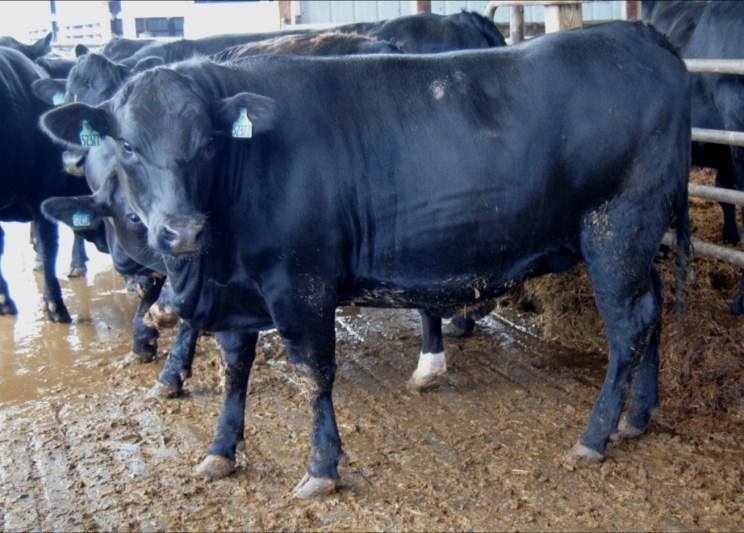 All of the steers and heifers were out of the same sire, a Simmental-Angus cross with the genetic capacity to pass on desirable carcass traits.