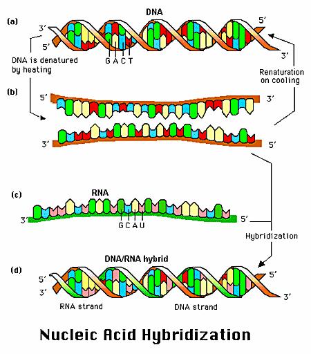 The technology: hybridization DNA double strands form by gluing of complementary single strands.