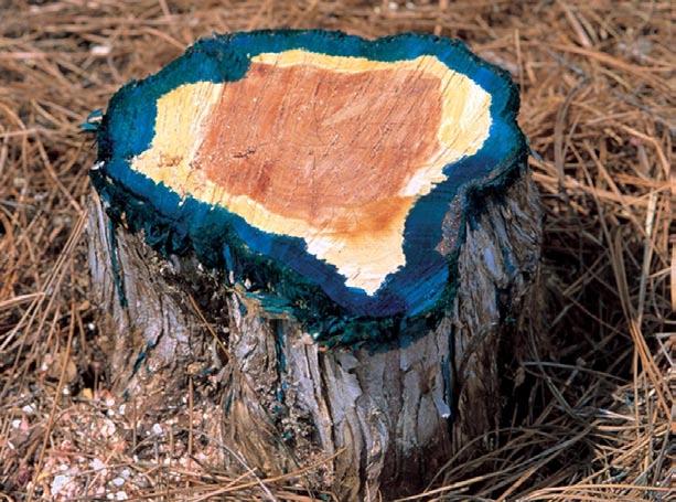 Cut-stem A tree or shrub is cut near the base and herbicide is immediately sprayed, squirted, or painted on the exposed cambium (living inner bark) of the stump.