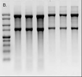 Protein Gel Electrophoresis The purified proteins were resolved on 10% SDS-PAGE gels, followed by Coomassie Blue Staining for visual inspection.