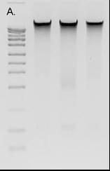 Please note that alternatively, the proteins from the initial lysate may also be directly loaded onto an SDS- PAGE gel (without column purification) using the provided Protein Loading Dye.