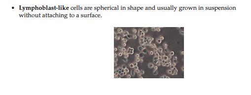 Type of the Cells Fibroblast-like Epithelial- like Lymphoblast - like Neuronal - like On the basis of morphology (shape & appearance) or on their functional characteristics.