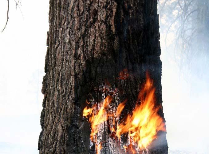 Fire Severity Individual tree damage: Foliage &