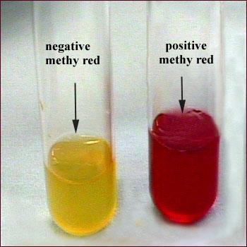 Methyl Red test detects acid production in the medium; intended to distinguish between the type of fermentation (mixed acid versus butylene
