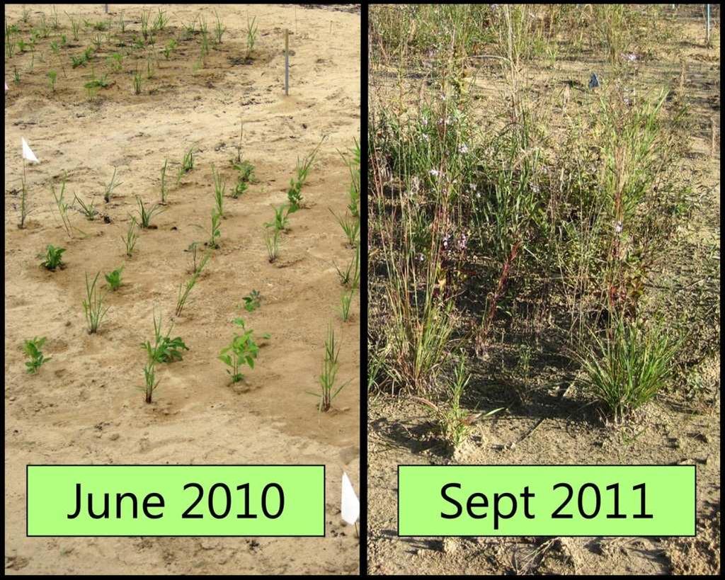 Photo 3: A before and after picture of a plot in the Plant Plug Experiment.