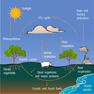 The Carbon Cycle This is a simple depiction of the Global Carbon Cycle What does the Carbon Cycle have to do with Biochar?