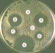 During incubation, drug diffuses into agar