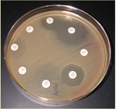 Testing for Drug Susceptibility Kirby-Bauer disk diffusion test Medium used: Mueller- Hinton agar OT 30 0mm ENR 1 5 2 3 4 GN 10 1) Measure radius 2) Multiply by