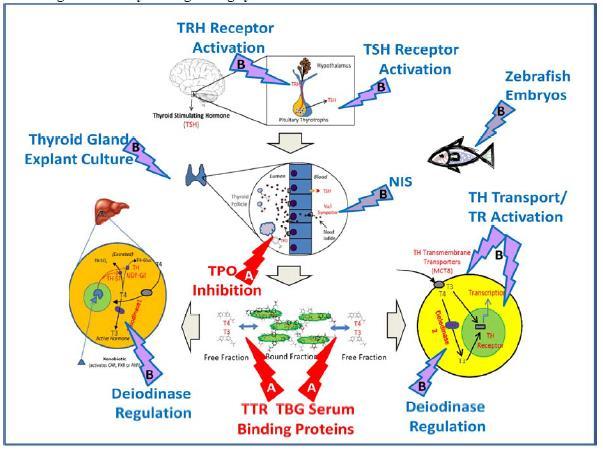 Current activities Thyroid Multiple aspects of the regulation of the thyroid Sensitive endpoints Cross species