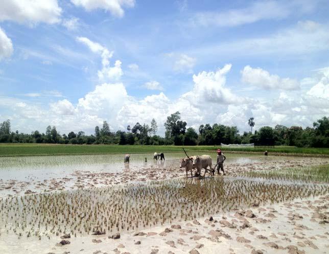 This Paddy field got water from
