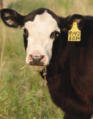 Introduction Historically, cattle improvement in the 1950s and 1960s was based on the introduction of purebred (registered) cattle, to upgrade and improve native stock.