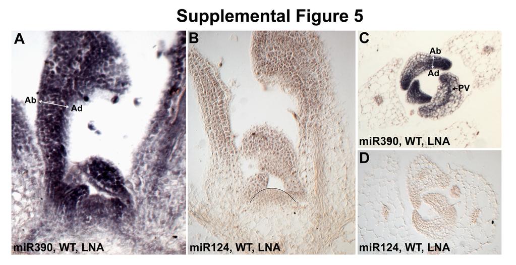 SUPPLEMENTAL FIGURE 6 Supplemental Figure 6. Localization of mature mir390 by in situ hybridization using a locked nucleic acid (LNA) probe.