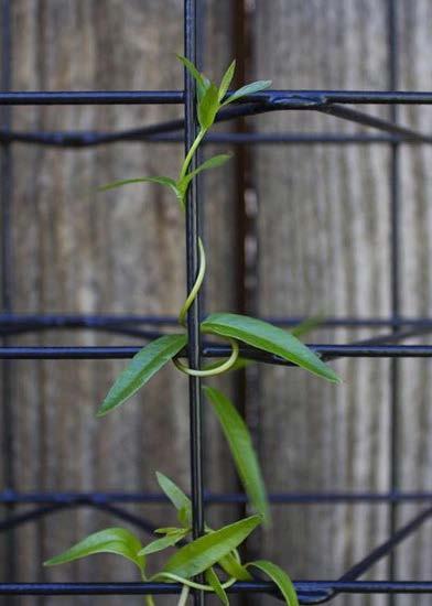 Climber Trellis Mesh Ecological Mesh & Climber Trellis Mesh Green Your Wall & Blue Your Sky What is Climber Trellis Mesh Climber trellis mesh is a type of three dimensional welded wire trellis system