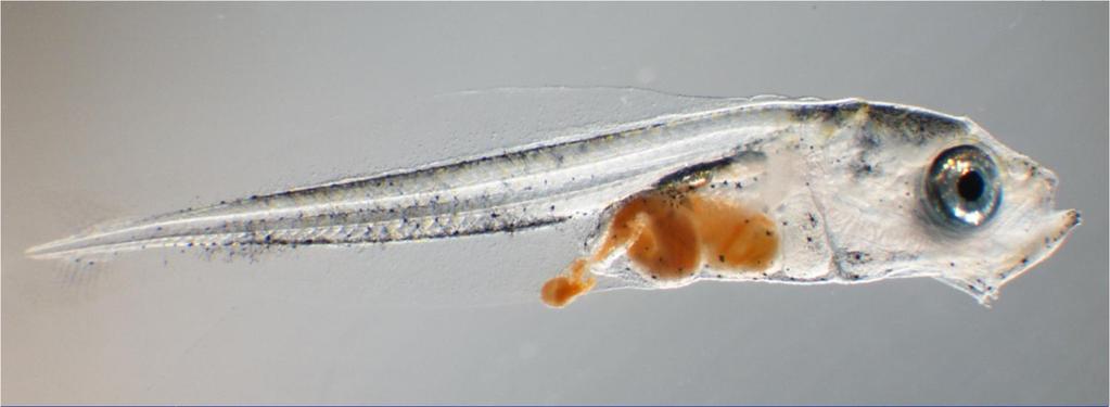 3 Marine fish larvae Period of rapid growth and development of organs The specific