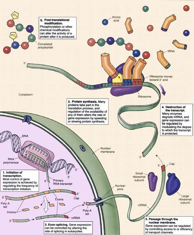 Gene Expression and Regulation - 1 0 Eukaryotic Gene Regulation Given some examples of how genes are regulated in bacteria, we can now turn our attention to regulating gene activity in eukaryotic