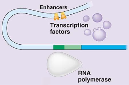 An enhancer region that stimulates the binding of RNA polymerase to the promoter region.