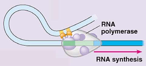 The enhancer region is comprised of non-coding DNA that binds to the transcription factors.
