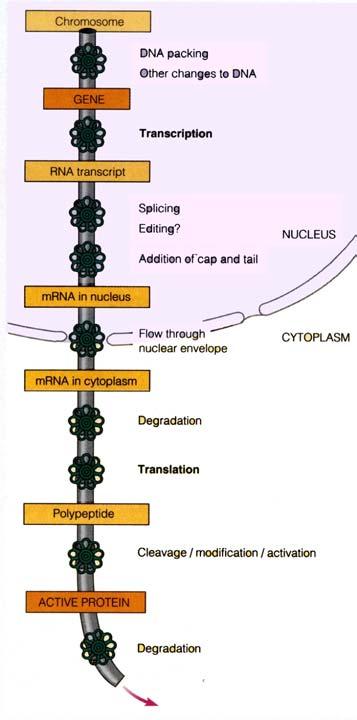 Gene Expression and Regulation - 2 Regulating Gene Expression Gene expression starts with transcription and ends with an enzyme catalyzing a particular chemical reaction, or with a