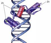 DNA to stabilize and position the recognition helix. Regulatory proteins generally have pairs of helix-turn-helix motifs distanced 3.