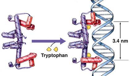 Tryptophan binding site with paired helix-turn-helix The leucine zipper motif has a coiled double a helix (two protein subunits), each with