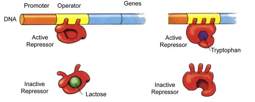 Gene Expression and Regulation - 6 Inducible Operon Repressor active Gene off Controller (Lactose) removes repressor to activate gene Repressible Operon Repressor active with controller (Tryptophan)