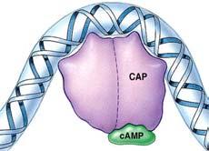 Gene Expression and Regulation - 9 Active CAP attached to Lac promoter