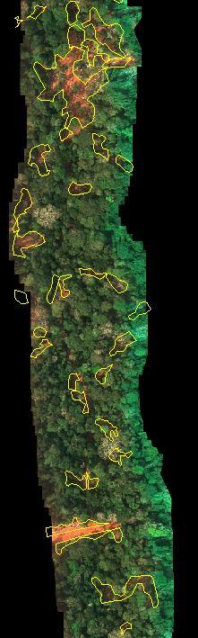 Strips of aerial imagery showing logging damage Image with gaps are delineated automatically with ecognition.