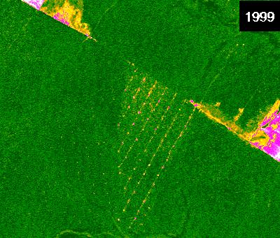 Dynamics of forest degradation a 1998 b Old Forest degradation signal