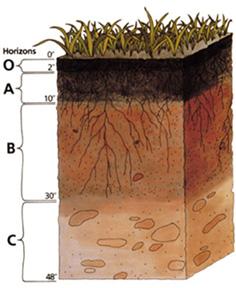 Shallow Groundwater