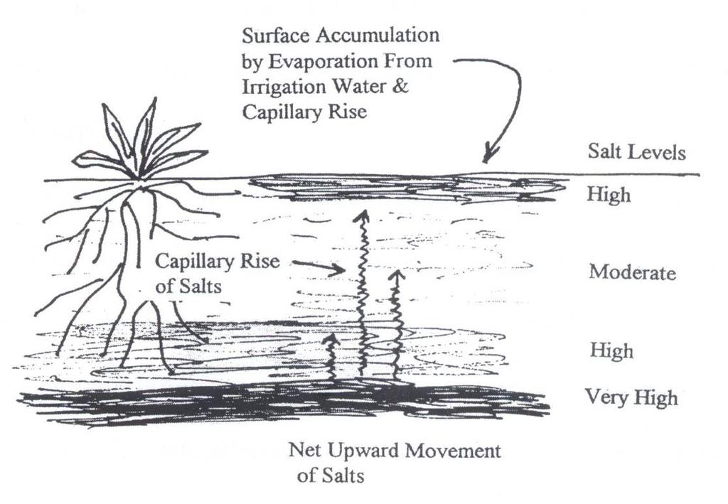 Salinity Pathways Root absorbed Infiltrated irrigation water Capillary rise Perched water table Foliar absorbed Sprinkler spray Ocean