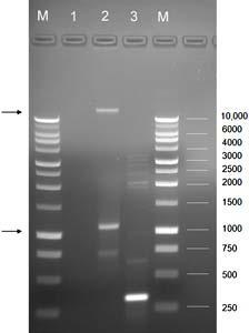 synthesized from dsrna isolated from symptomatic and asymptomatic bleeding heart tissue (Fig.