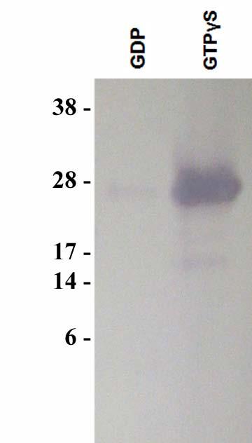 Example of Results The following figure demonstrates typical results seen with Cell Biolabs Ran Activation Assay Kit.