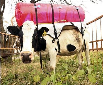 Cow with Methane gas Guillermo Berra, a researcher at the National Institute of Agricultural Technology, Argentina,