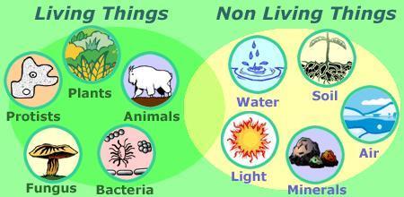 Factors in an ecosystem Biotic Factors - The living components in an ecosystem Animals and plants Abiotic Factors the nonliving components in and ecosystem Rocks and soil The biotic and abiotic