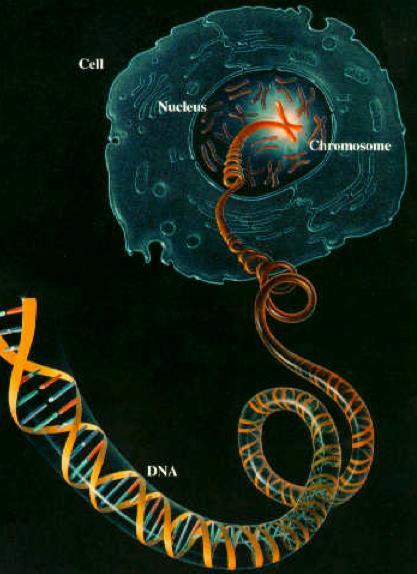 How do we sequence a genome? ~40 trillion cells in human body A genome consists of 6.
