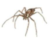 Spider & Bug Control Residual Effects Not Chemically Toxic Relatively Mild Mite & Beetle
