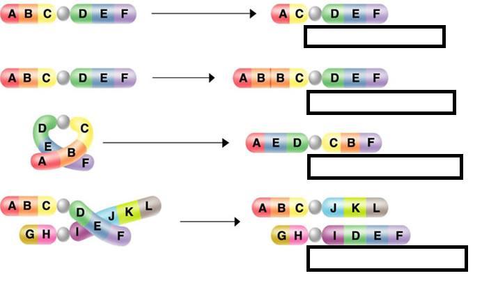 Name: attempt# Final Review: Biotech Section GENE MUTATIONS 1. Define mutation: 2. Define gene mutation: 3. What are the two categories of gene mutations? 4.