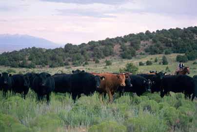 Grass-fed Grass (annual and perennial), forbs (legumes, brassicas) browse, forage, or stockpiled forages, and post-harvest crop residue without separated