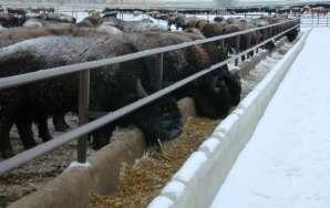 Finishing Debate Arguments for Feedlot Finishing Bison grow slower than beef