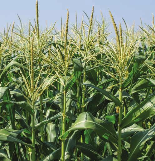 DS-1501 101/99 RM BEST PERFORMANCE AS A MID- TO FULL-SEASON HYBRID Early Vigor 2 Stalk Strength 1 Root Strength 2 Grain Drydown 2 Outstanding yield with excellent stalk, root and grain quality
