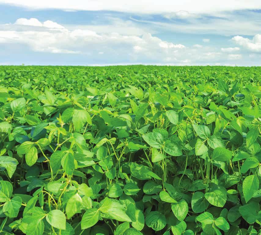 SOYBEAN LEGEND RATING SCALE Rated 1 to 9 1 = Excellent; = Not rated.