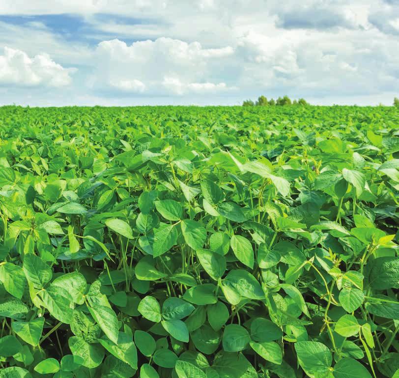EXPERIENCE. PROGRESS. INCREASED SUCCESS. SOYBEANS WE VE BEEN IMPROVING GENETIC GAIN IN SOYBEANS FOR A LONG TIME.